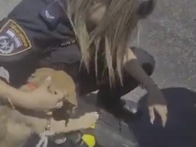 Видео: полицейские и пожарные спасли щенка, запертого на стройке в Иерусалиме