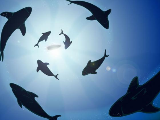 Акулы-людоеды в девять раз чаще нападают на мужчин, чем на женщин