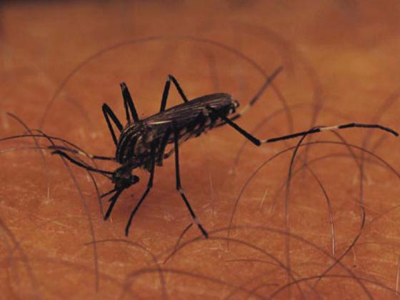 На Израиль надвигаются полчища мух и комаров