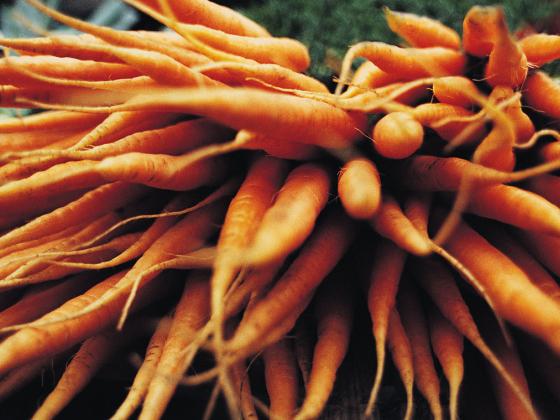 Морковь помогает победить рак простаты
