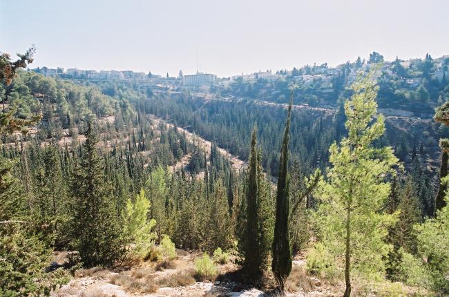 склоны Рамот - Иерусалимский лес