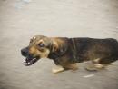 В Бат-Яме на прохожих натравили собаку после замечания, что она без намордника