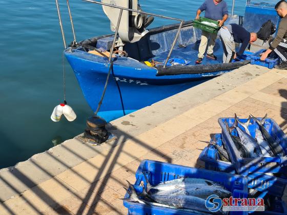 Владелец ашкелонского рыбного ресторана поймал голубого тунца весом 270 кг