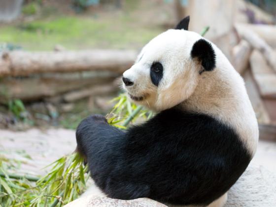 Большая панда больше не в списке вымирающих животных