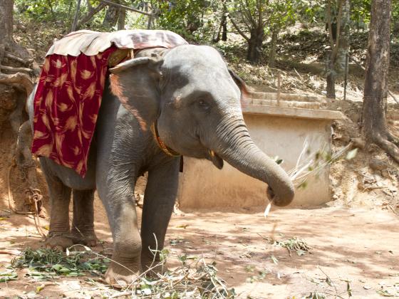 В зоопарке слон убил девочку камнем