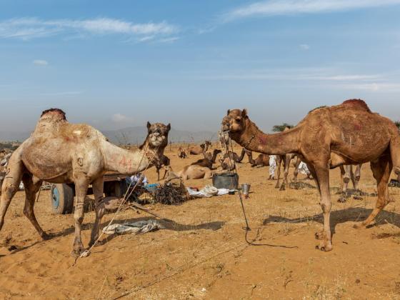 На израильских верблюдов установят GPS