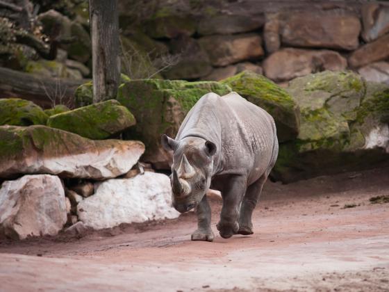 Спасение от браконьеров: носорогов эвакуируют в Австралию