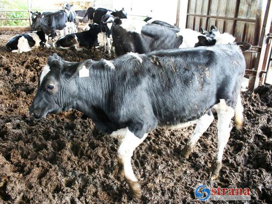 Коровы проводят время в Кинерете и загрязняют питьевую воду