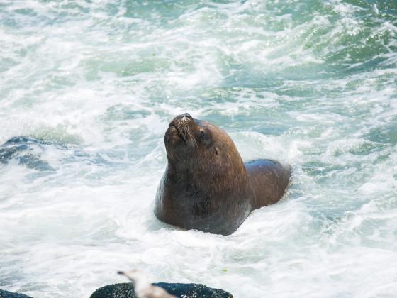 У побережья Хайфы обнаружен редкий белобрюхий тюлень 