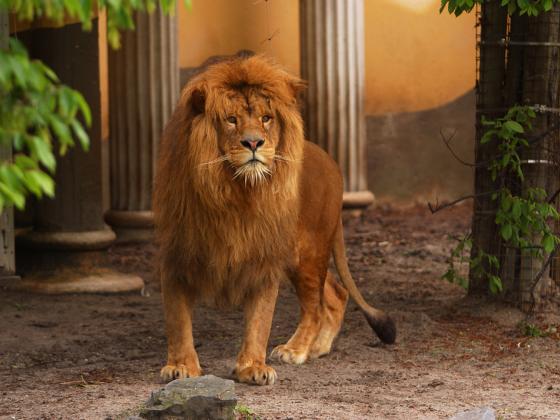 Пять львов сделали подкоп и сбежали из вольера в зоопарке Сиднея