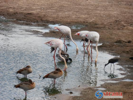Птичий грипп обнаружен в национальном парке в Рамат-Гане