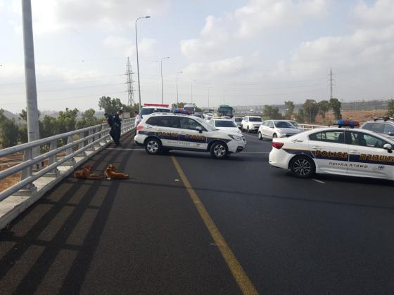 На шоссе Аялон сотрудники дорожной полиции спасли девушку от самоубийства