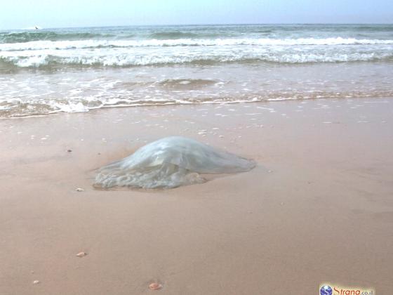 У берегов Израиля впервые обнаружены бессмертные медузы из Японии