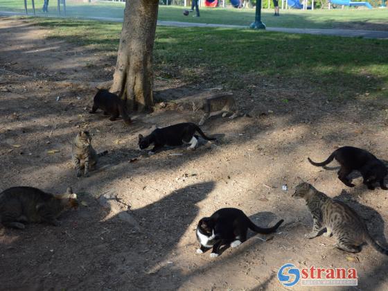 В Раанане отравили кошек и выбросили тушки в пески