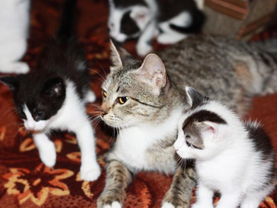 Сумка с котятами-подкидышами стала причиной эвакуации жилого дома