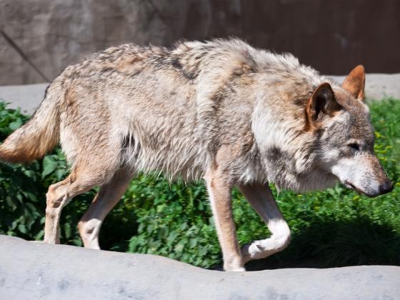 Степной волк напал на 6-летнего ребенка на берегу Мертвого моря