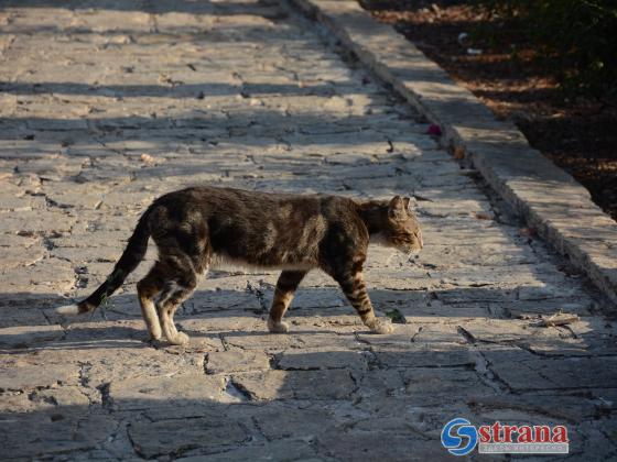 На севере Израиля, возле мошава Кфар Хошен, обнаружен зараженный бешенством кот