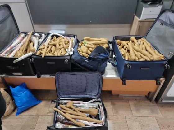 Врач привёз из Таиланда около 300 саженцев в пяти чемоданах - растения конфисковали