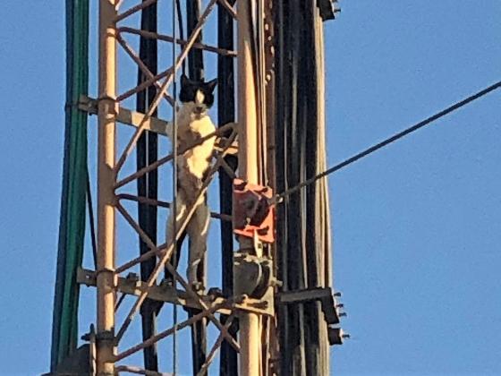 Добровольцы полиции в Араде спасли кошку, которая забралась на 45-метровую антенну