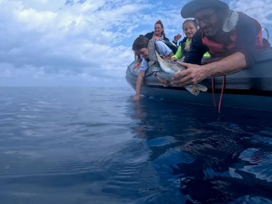 Восемь спасённых черепах вернулись в море