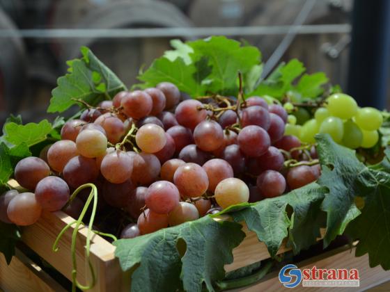 Полиция задержала троих похитителей винограда в Йом Кипур