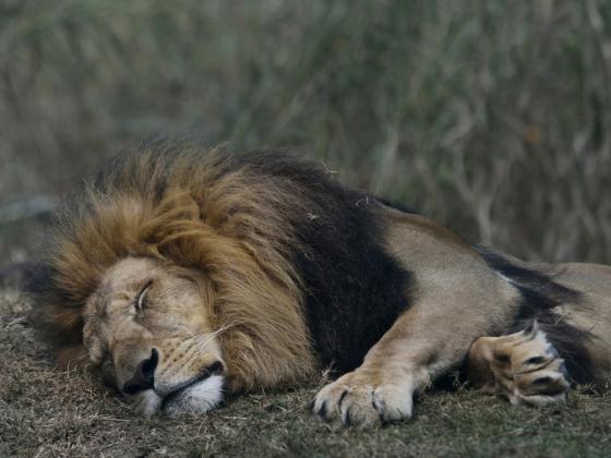 Домработница скончалась после нападения домашнего льва 