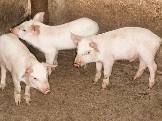 Израильская компания построит свиноферму в Беларуси