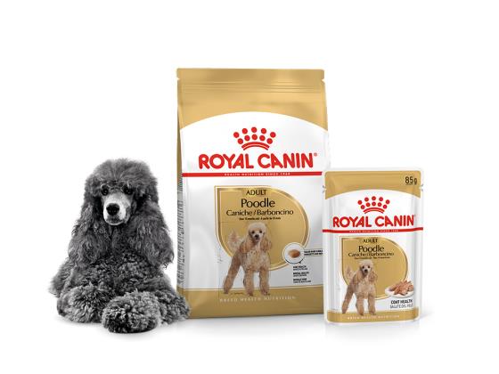 Питание пуделей: сухой или влажный корм — что выбрать?