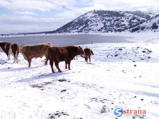 Самый холодный день зимы 2020 года: снег на Голанах и в Галилее