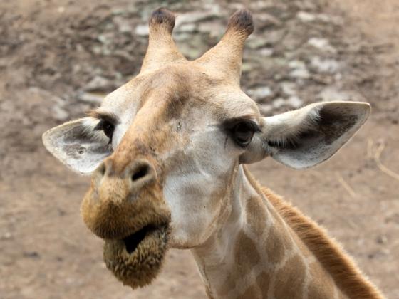 В рамат-ганском сафари умертвили жирафа