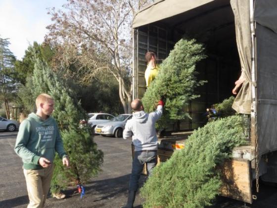 Раздача елок в Израиле к праздникам Рождество и Новый Год 