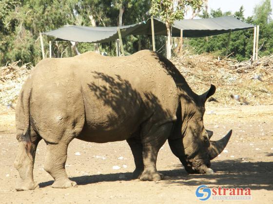 Переполох в «Сафари»: бегемотам пришлось спасать носорога, попытавшегося отбить Керен Пелес у лидера стада (ФОТО)