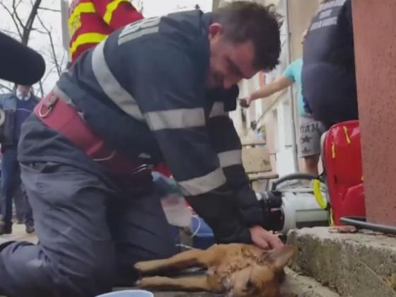 Пожарный спас собаку, сделав ей искусственное дыхание (ВИДЕО)