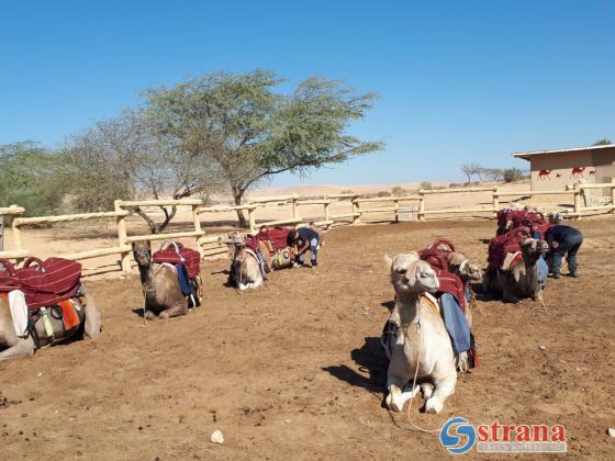Полицию заинтересовали гонки на верблюдах в Негеве: несколько животных и десятки машин