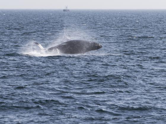 В районе пляжа Дор на берег выбросился четырехметровый кит