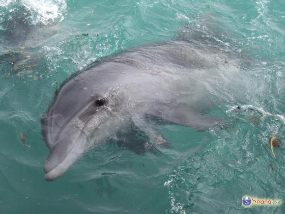 ХАМАС: у берегов Газы обнаружен израильский дельфин-диверсант