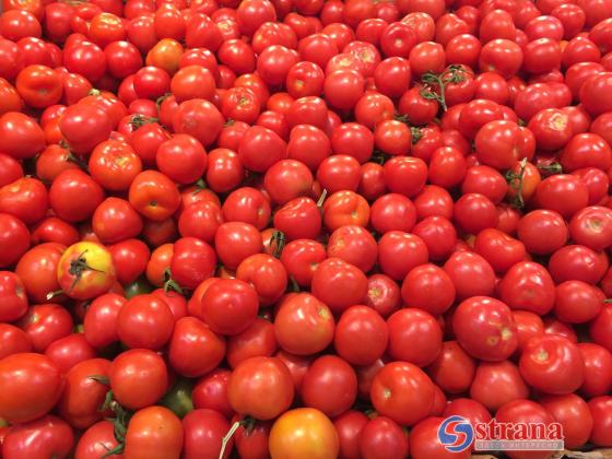Турция ввела запрет на экспорт помидоров, в Израиле ожидается резкий рост цен