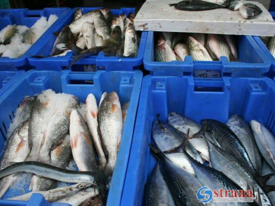 Минсельхоз Израиля сократил запрет на ловлю рыбы в Средиземном море в период нереста