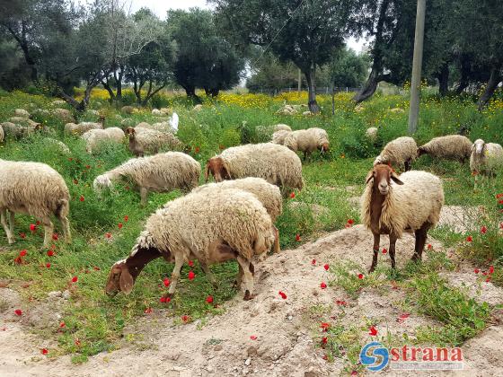 В Гильбоа обнаружена больная бешенством овца