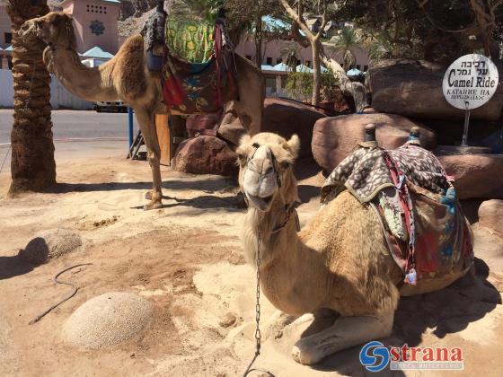 Верблюдов на юге Израиля приравняют к автомобилям