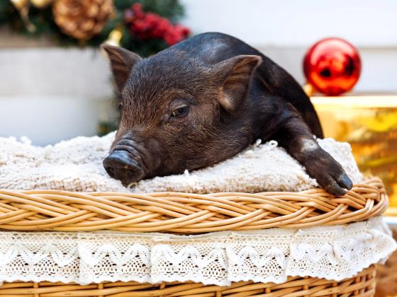 Свинья с 1,1 миллионами подписчиков в Instagram получила рекорд Гиннесса