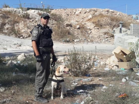 На блокпосту под Иерусалимом собака нашла взрывное устройство