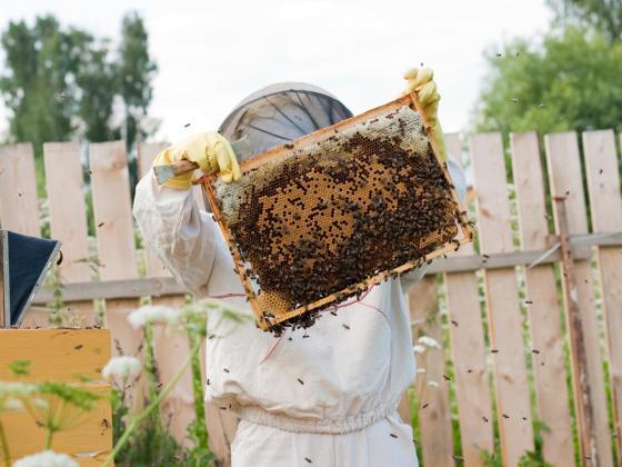 В северном Негеве пожарами уничтожено 200 пчелиных ульев