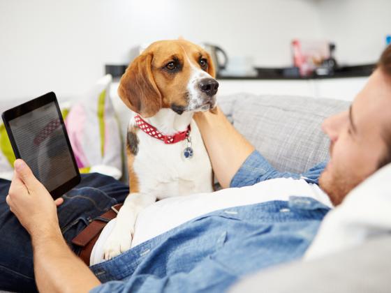 Собаки смогут вести страницу в Facebook c помощью… хвоста