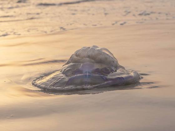 Концентрация медуз на израильском побережье Средиземного моря остается высокой