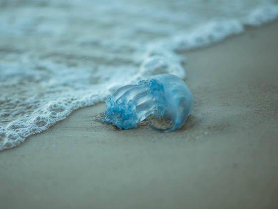 Концентрация медуз вдоль побережья Израиля постепенно снижается
