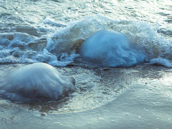 Вдоль всего побережья Израиля сохраняется высокая концентрация медуз