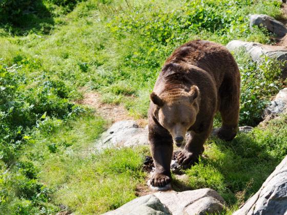Бурый медведь ворвался в торговый центр Хабаровска и был застрелен