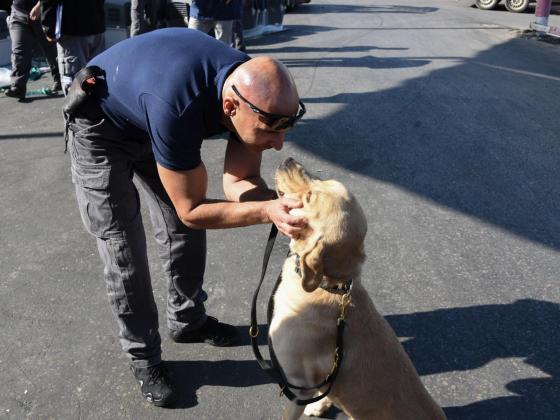 В Израиль из Чехии доставлены 28 служебных собак для нужд полиции. ВИДЕО