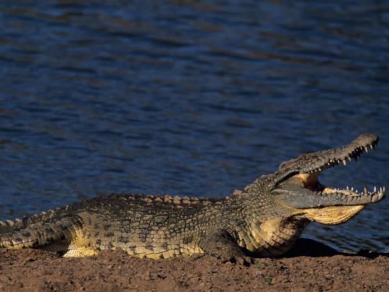 Кошка победила в смертельном поединке с крокодилом (ВИДЕО)
